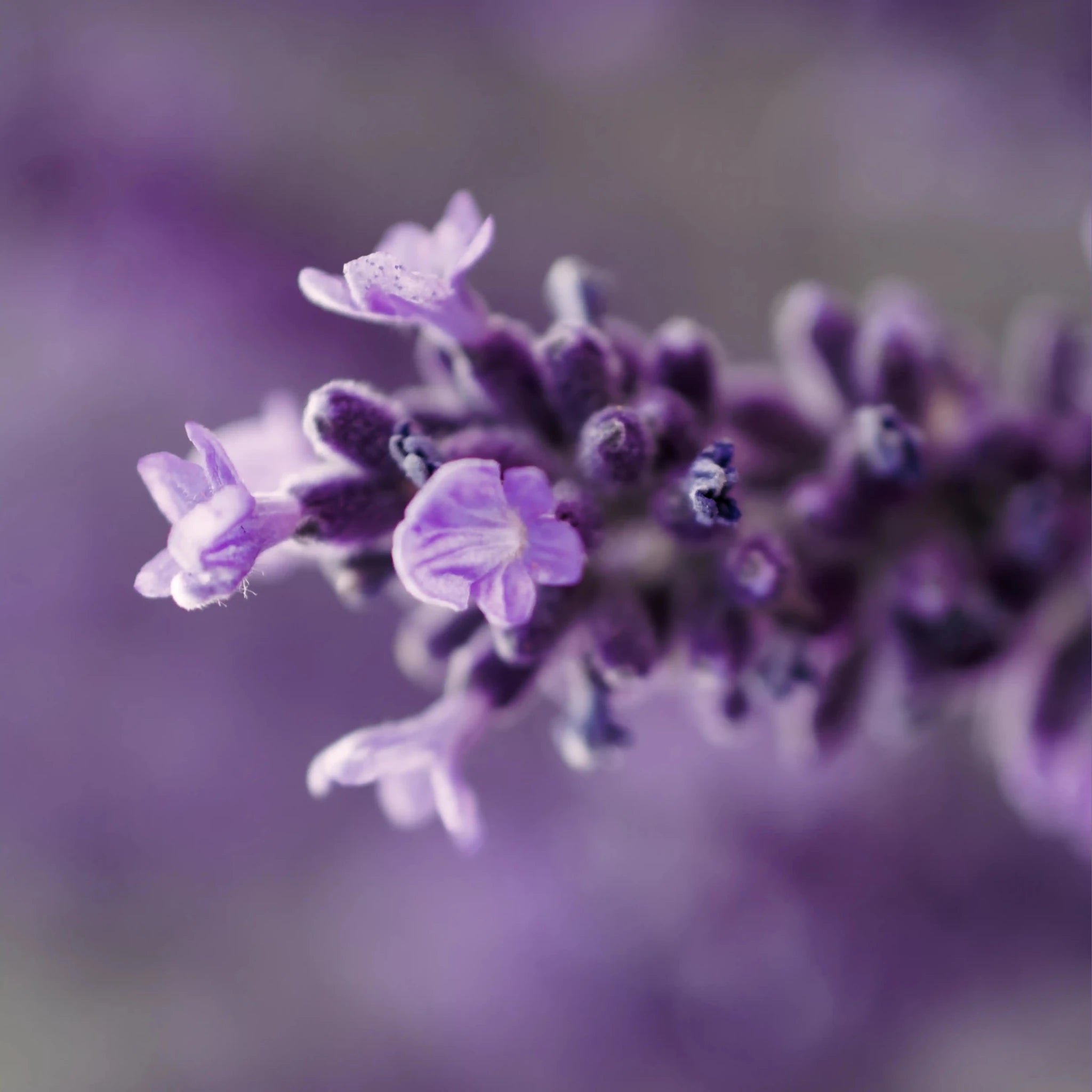 Mini Sérum Liftant Collagène - Endro Cosmetiques
