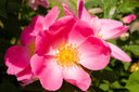 Huile de rose musquée